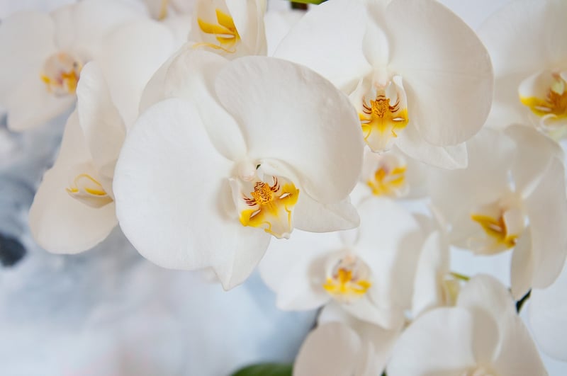 Native Orchids