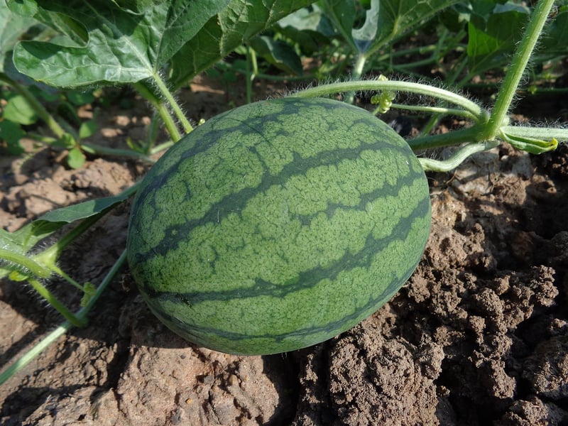 Organic Farming