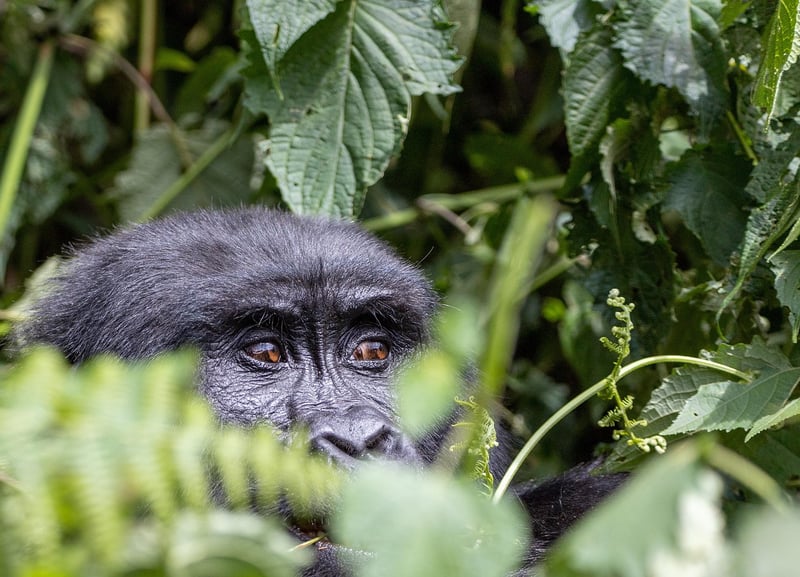 Primate Habitats