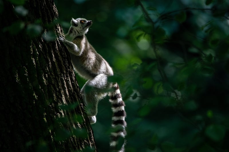 Lemur in Madagascar