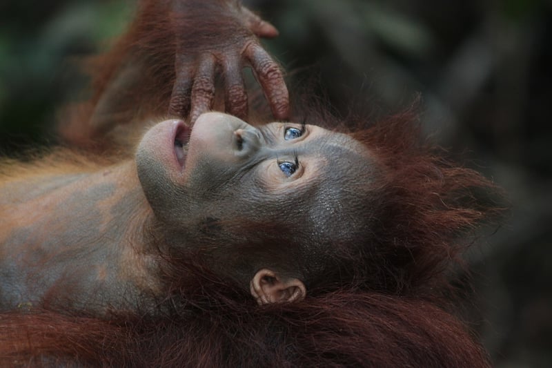 Orangutan in the jungle